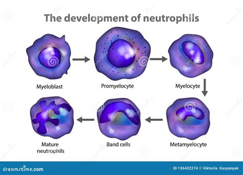 The Development of Neutrophils Stock Vector - Illustration of ...