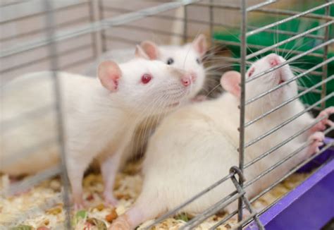 Laboratory Rats Stock Photos, Pictures & Royalty-Free Images - iStock