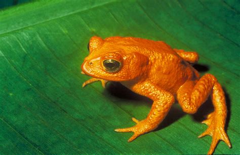 The search for Costa Rica's extinct golden toad