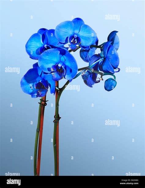 A Floral Still Life, Blue Orchids Against A Light Blue Background Stock ...