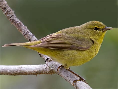 Orange-crowned Warbler | San Diego Bird Spot