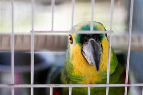 Proper Bird Cage Selection Guide | Birds Coo