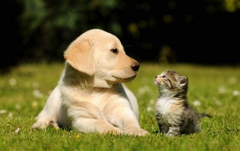 Cat and Dog Desktop Wallpapers - Top Free Cat and Dog Desktop ...