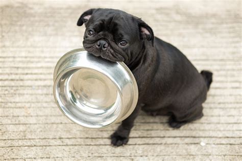 Empty Dog Food Bowl | Kooky Pugs