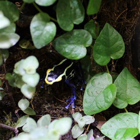 Dyeing Poison Dart Frogs- Dendrobates tinctorius (Cobalt) - Evolution Reptiles