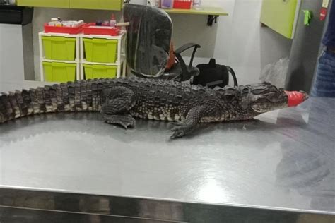 Baby Marsh Crocodile, Weighing About 3 Kgs, Rescued from Deep Well in Mumbai's Andheri