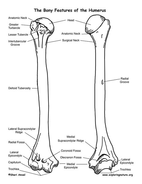 Humerus Definition