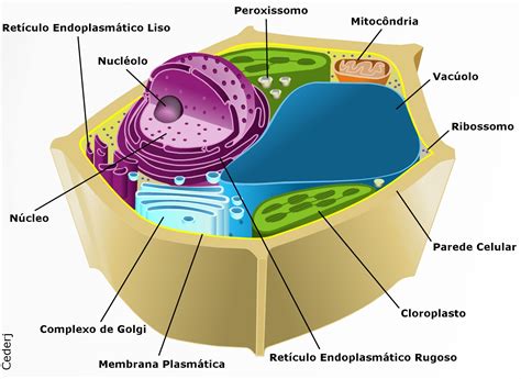 El Esquema De La Celula El Esquema De La Celula Vegetal | Images and ...