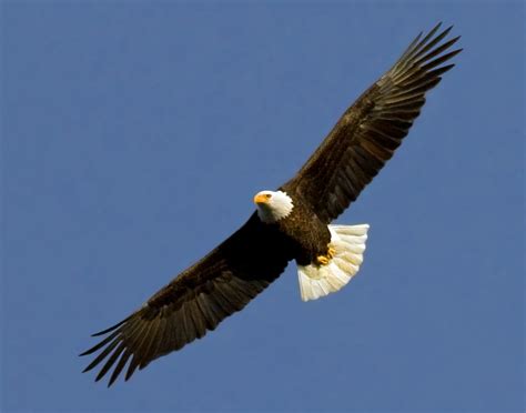 Reward Increased in Maine Bald Eagle Shooting - AppalachianTrail.com