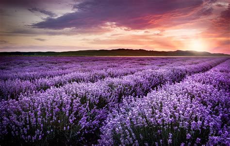 Wallpaper purple, sunset, flowers, field, sunset, lavender, lavender, violet, lavender field ...