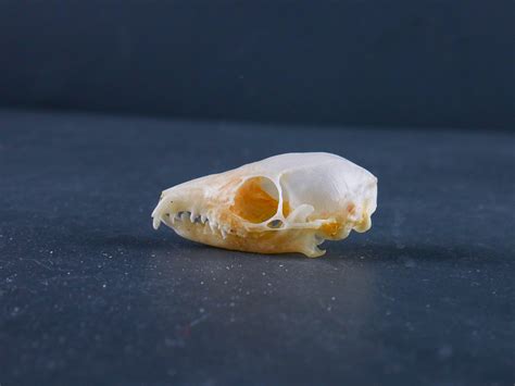 Common Tree Shrew Skull | Antlers Horns and Skulls