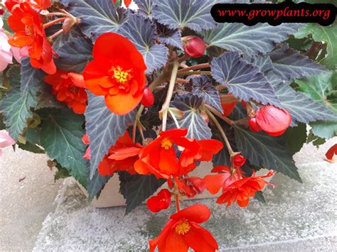 Tuberous begonias - How to grow & care