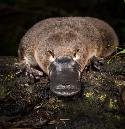 En İlginç Canlı Türü "platypus" - canlilar.net