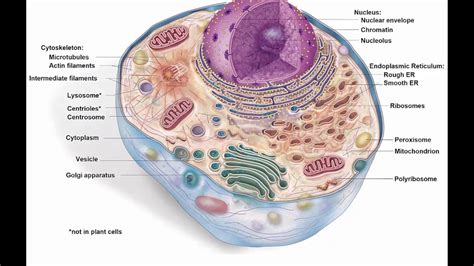 Unit 3 3 Cytoplasm, Endomembrane System, Lysosomes, Peroxisomes - YouTube