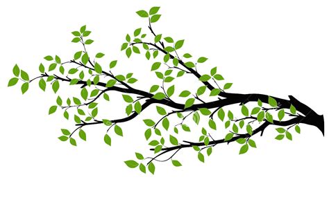 Branch Tree Drawing Royalty-free - branch png download - 1300*811 ...