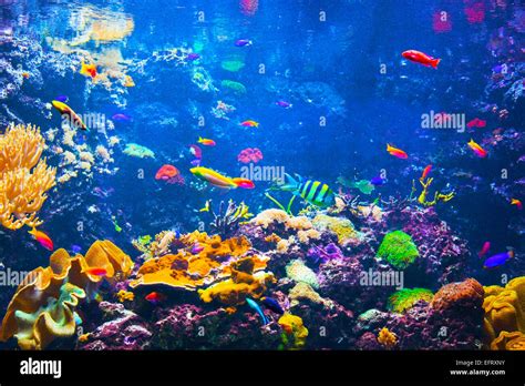 Unterwasser-Leben. Korallenriffe, Fische, bunte Pflanzen im Ozean Stockfoto, Bild: 78587207 - Alamy