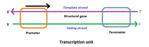 What Is Transcription? - Stages Of Transcription, RNA Polymerase