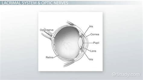 Ocular Adnexa Overview & Anatomy - Lesson | Study.com