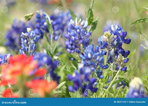 Bluebonnets stock image. Image of bright, color, spring - 4837123