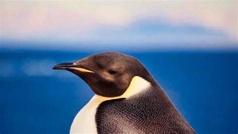 Emperor penguins: Aptenodyptes forsteri