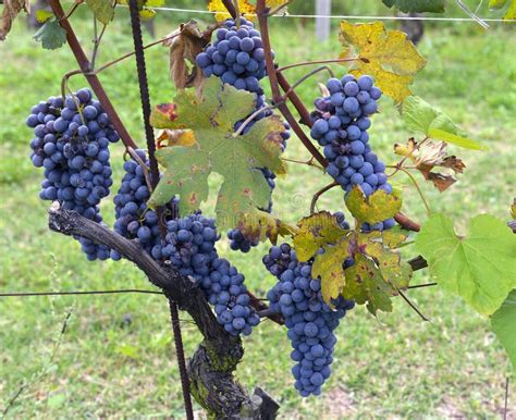 Grapes on the vine stock image. Image of plant, crowded - 35449185