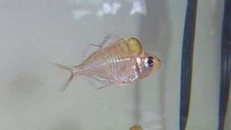 Glassfish Freshwater Fish Species | Tank Facts