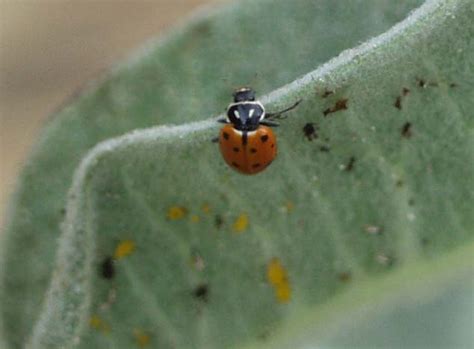 Convergent Lady Beetle - What's That Bug?