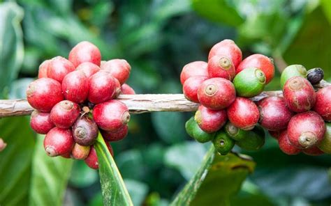 Coffea liberica Liberian Coffee 5_Seeds | Etsy