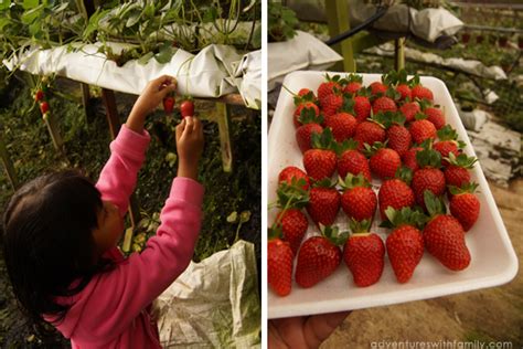 Cameron Highlands Strawberries - Adventures with Family