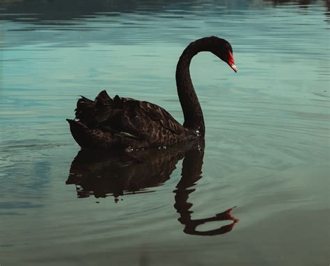 A New Black Swan Event? | Guidant Planning