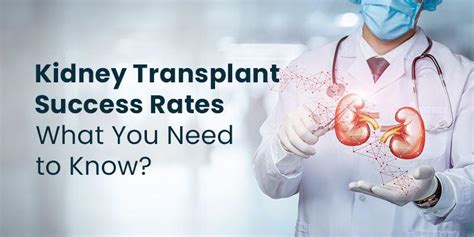 Kidney Transplant Success Rates: What You Need to Know