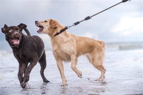 Leash Reactive Dogs: Signs, Causes and Training | DogExpress