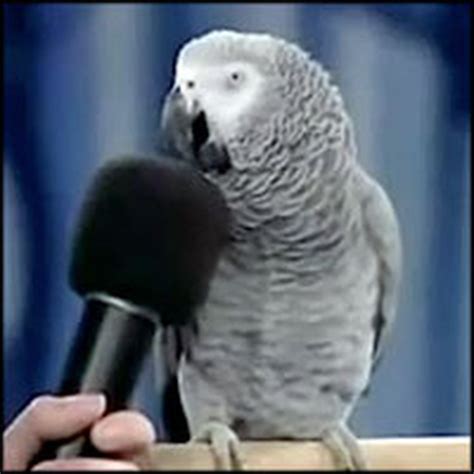 God Created a Talking Parrot That is SO Special - See What He Can Do!