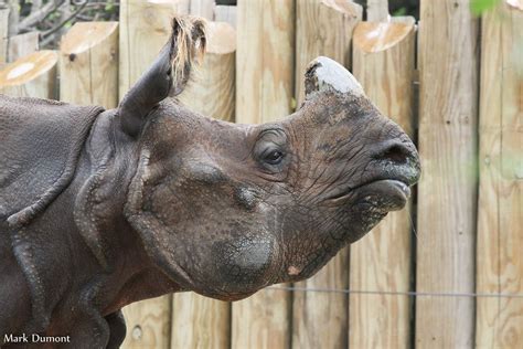 Cincinnati zoo, Zoo animal theme, Zoo animals