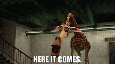 Madagascar Melman GIF - Madagascar Melman Here It Comes - Discover ...