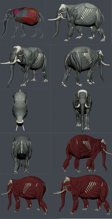 Pin on Elephant anatomy