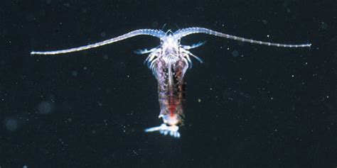 Trials and Tribulations of a Reef Aquarium: Comprehending Copepods