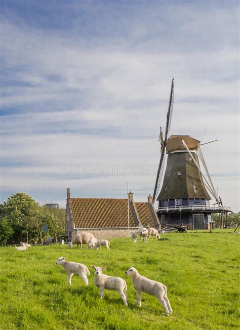 Windmill Sheep Medemblik Stock Photos - Free & Royalty-Free Stock Photos from Dreamstime