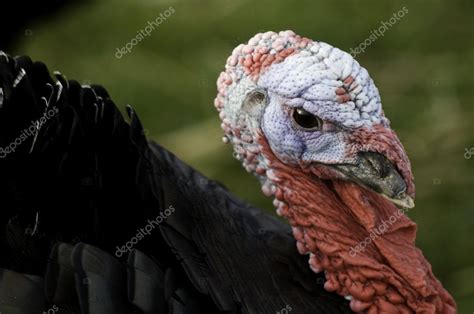 Male Turkey head — Stock Photo © russbucks #3217352