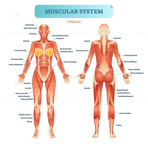 Female muscular system, full anatomical body diagram with muscle scheme, vector illustration ...