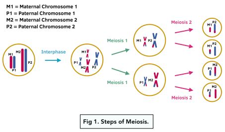 Are The Cells Identical In Meiosis 1? Exploring Genetic Diversity In Cell Division