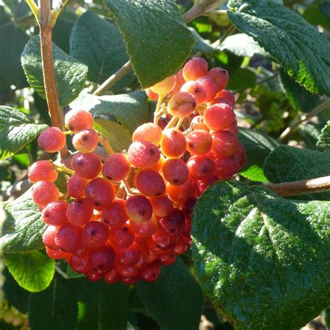 Viburnum lantana from NVK Nurseries