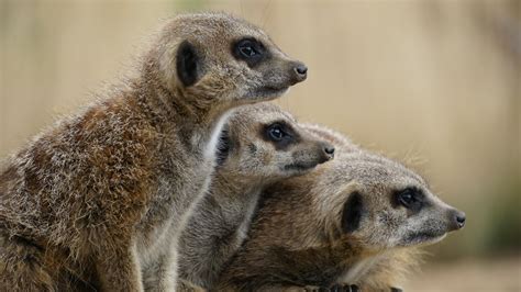 Baby Monkey Hanging at the Back Off Adult Monkey · Free Stock Photo