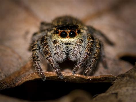 Jumping Spider Macro image - Free stock photo - Public Domain photo - CC0 Images