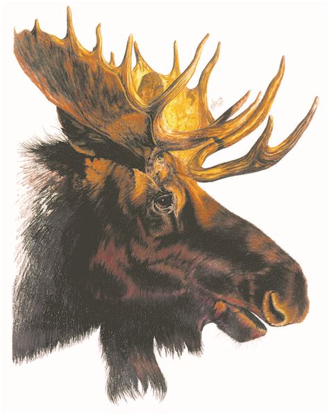 Moose Head | Wildlife artwork, Moose art, Artwork