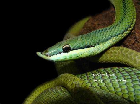 Green racer Reptiles, Amphibians, Snakes, Black Backgrounds, Green ...