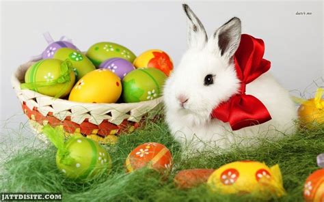 Rabbit And Easter Eggs – JattDiSite.com