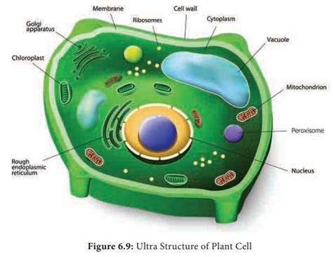 🐈 Major plant cell organelles. Plant Cell Organelles. 2022-10-26