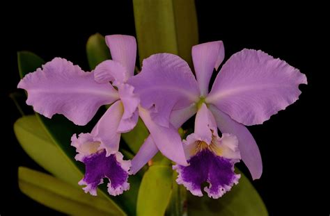 Cattleya labiata coerulea | Cattleya orchid, Cattleya, Beautiful orchids