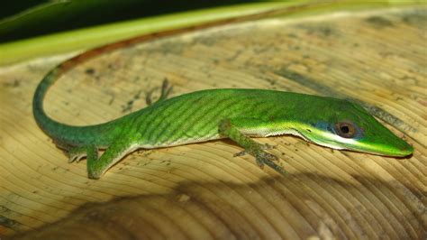 Legendary Brazilian Anoles Rediscovered - Anole Annals